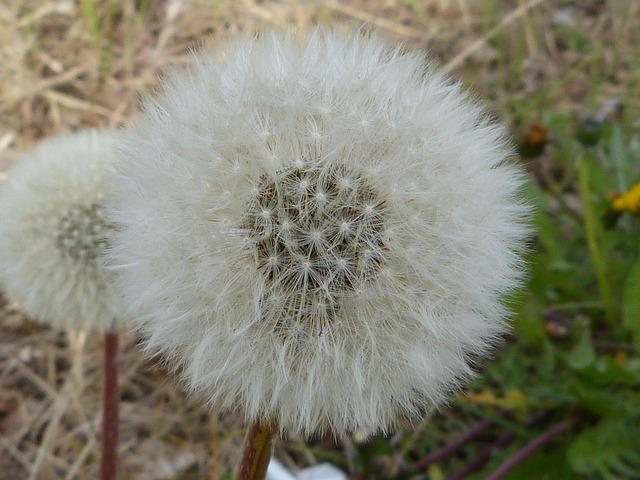 Hoelang duurt hooikoorts